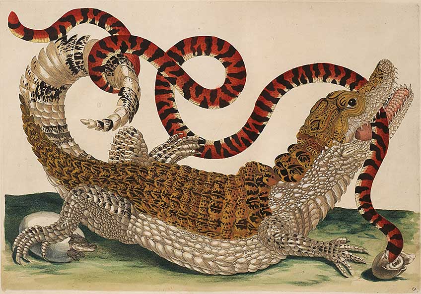 Mostra Artisti donne indimenticabili da Anversa ad Amsterdam, 1600–1750. Museo delle Belle Arti di Gand (MSK Gent), 2026