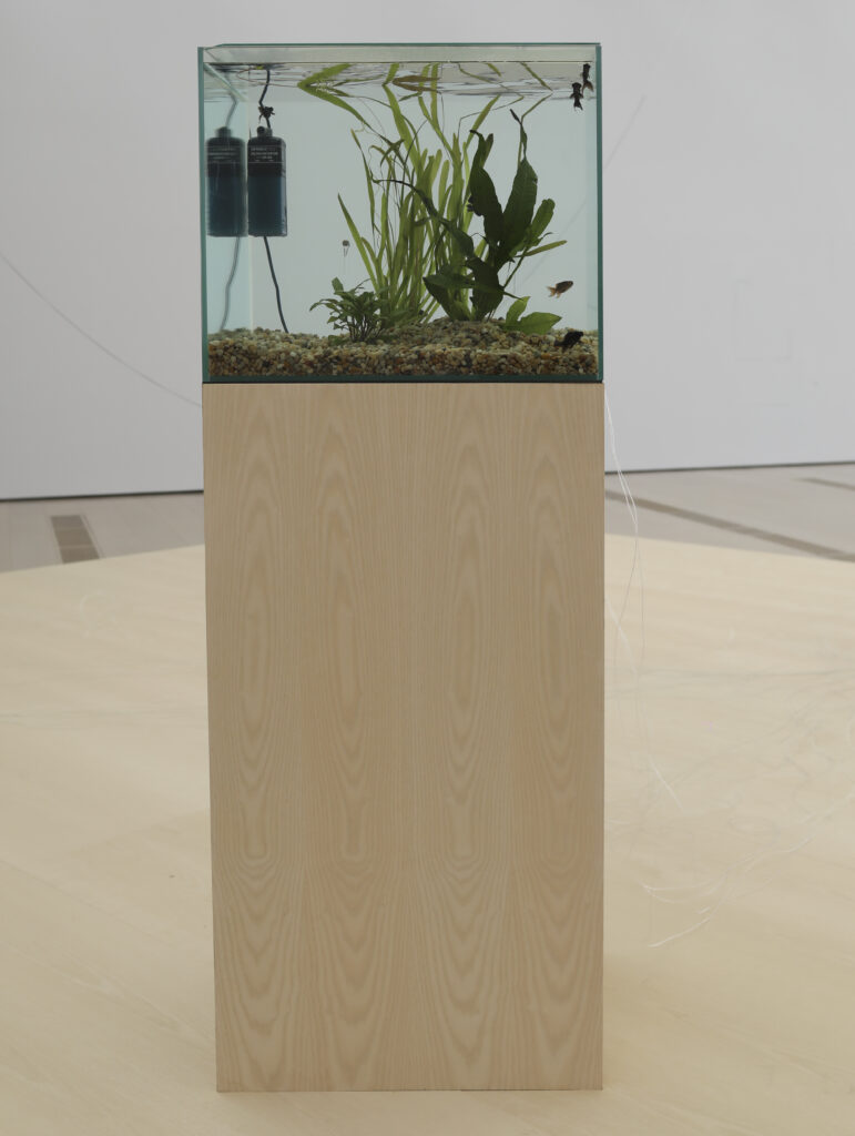 Yuko Mohri. Flutter, 2018 - 2025. Fotografia: Belén de Benito